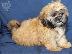 PoulaTo: Ανδρικά και θηλυκά κουτάβια Shih tzu
